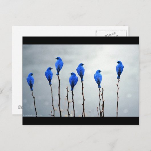 Blauwe vogels briefkaart (Voorkant / Achterkant)