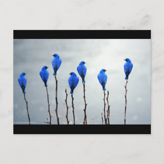 Blauwe vogels briefkaart
