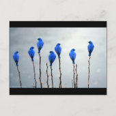 Blauwe vogels briefkaart (Voorkant)