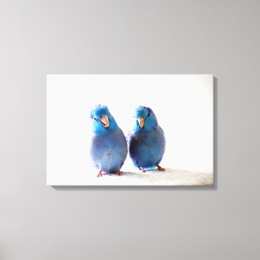 Blauwe Vogels Pacific Parrotlet Paar Verpakt Canva Canvas Afdruk (Voorkant)