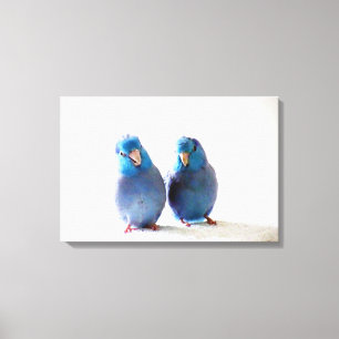Blauwe Vogels Pacific Parrotlet Paar Verpakt Canva Canvas Afdruk