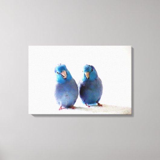 Blauwe Vogels Pacific Parrotlet Paar Verpakt Canva Canvas Afdruk (Voorkant)