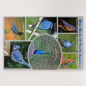 Blauwe vogels van Noord-Amerika Educatieve 7 soort Legpuzzel (Horizontaal)