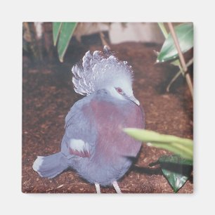 Blauwe, volle keizerduif - magnet