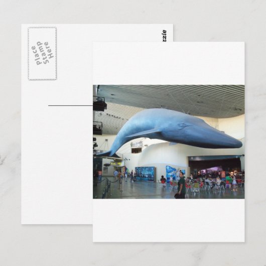 Blauwe walvis briefkaart (Voorkant / Achterkant)