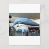Blauwe walvis briefkaart (Voorkant)