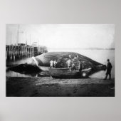 Blauwe walvis in Alaska-foto Poster (Voorkant)