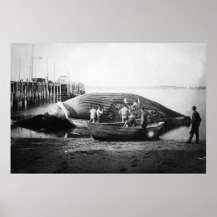 Blauwe walvis in Alaska-foto Poster