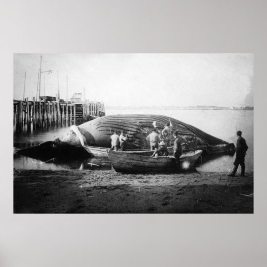 Blauwe walvis in Alaska-foto Poster (Voorkant)