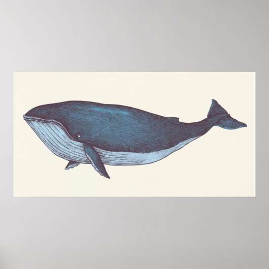Blauwe walvis poster (Voorkant)