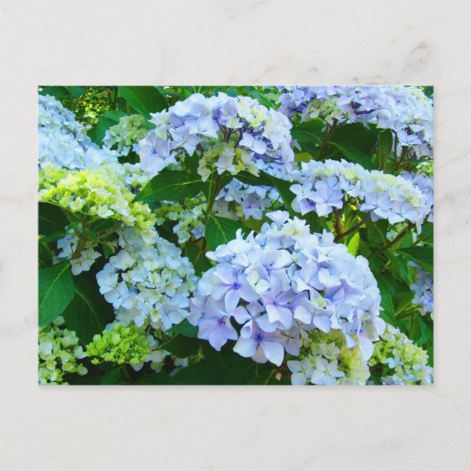 Blauwe waterdichte bloemen Tuin briefkaarten Botan (Voorkant)