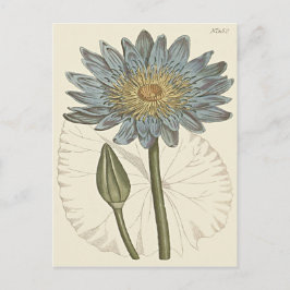Blauwe Waterlelie Illustratie Briefkaart