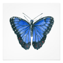 Blauwe waterverf van de Morpho-vlinder