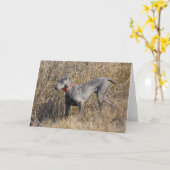 Blauwe Weimaraner op een gebied Kaart (Gele Bloem)