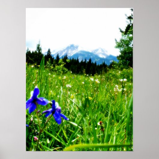 Blauwe wilde bloemen door bergpieken poster (Voorkant)