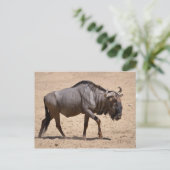 Blauwe wildebeest briefkaart (Staand voorkant)