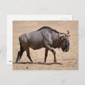 Blauwe wildebeest briefkaart (Voorkant / Achterkant)