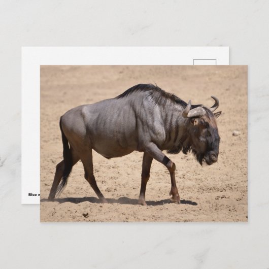 Blauwe wildebeest briefkaart (Voorkant / Achterkant)