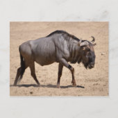 Blauwe wildebeest briefkaart (Voorkant)