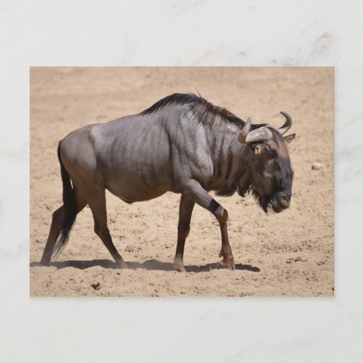 Blauwe wildebeest briefkaart (Voorkant)