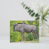 Blauwe wildebeest briefkaart (Staand voorkant)
