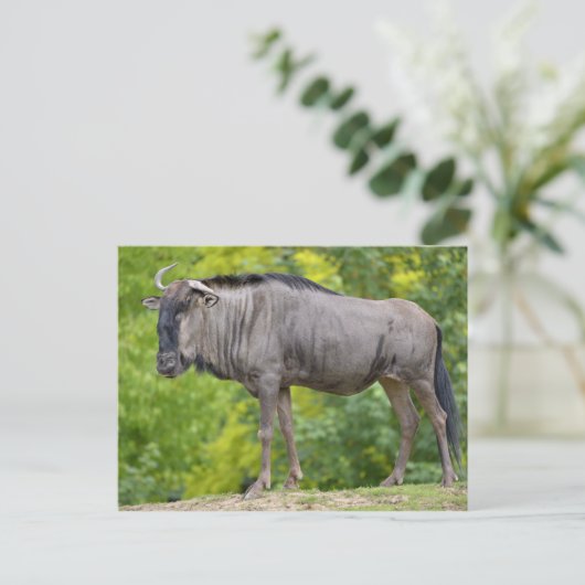 Blauwe wildebeest briefkaart (Staand voorkant)