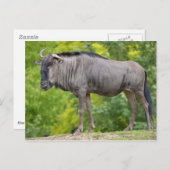 Blauwe wildebeest briefkaart (Voorkant / Achterkant)