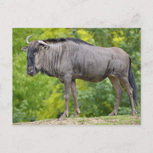 Blauwe wildebeest briefkaart