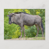 Blauwe wildebeest briefkaart (Voorkant)