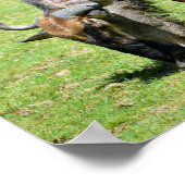 Blauwe wildebeest poster (Hoek)