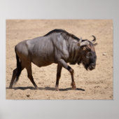 Blauwe wildebeest poster (Voorkant)