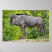 Blauwe wildebeest poster (Voorkant)