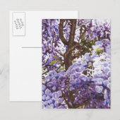 Blauwe wisteria 2011 briefkaart (Voorkant / Achterkant)