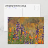 Blauwe woestijnluipbloemen en Oranje papavers Briefkaart (Voorkant / Achterkant)