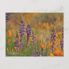 Blauwe woestijnluipbloemen en Oranje papavers Briefkaart