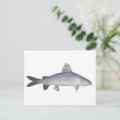 blauwe zalmmeerval briefkaart (Staand voorkant)