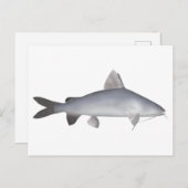 blauwe zalmmeerval briefkaart (Voorkant / Achterkant)