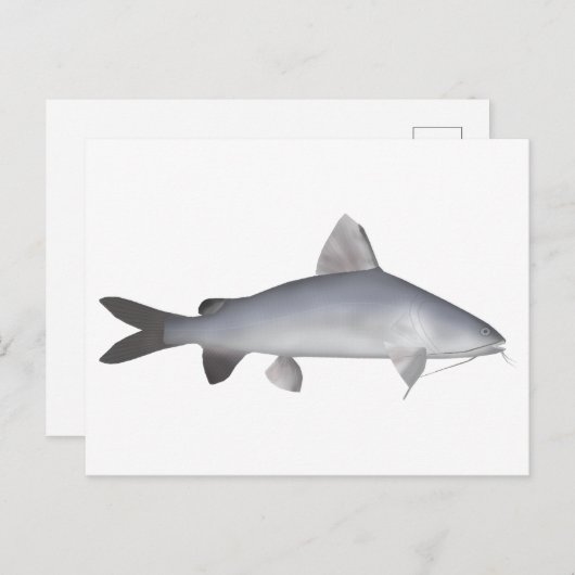 blauwe zalmmeerval briefkaart (Voorkant / Achterkant)