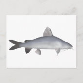 blauwe zalmmeerval briefkaart (Voorkant)