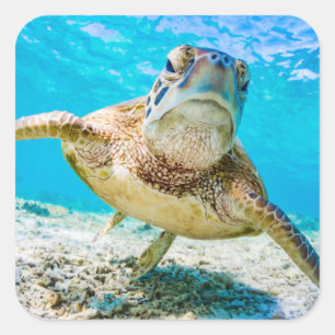 Blauwe zee schildpad voorkant sticker