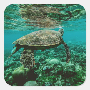 Blauwe zee schildpad zwemster vierkante sticker