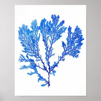 Blauwe zeewier Afdruk nr. 3 Kustbotanische afdruk. Poster