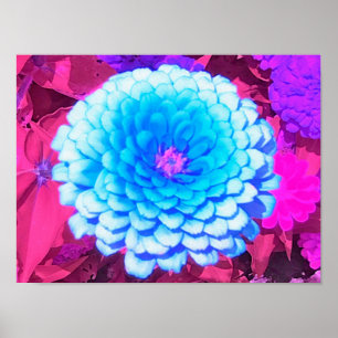 Blauwe Zinnia in de Paarse zomertuin Poster