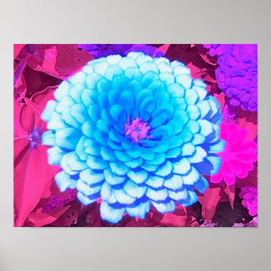  Blauwe Zinnia in de Paarse zomertuin Poster (Voorkant)