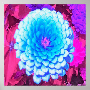  Blauwe Zinnia in de Paarse zomertuin Poster