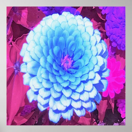  Blauwe Zinnia in de Paarse zomertuin Poster (Voorkant)