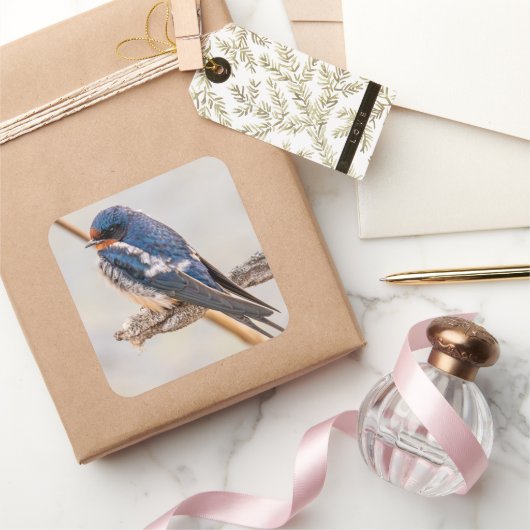 Blauwe Zwaluww op Tak Vierkante Sticker (Geschenken)