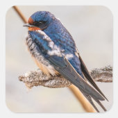 Blauwe Zwaluww op Tak Vierkante Sticker (Voorkant)