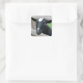 Blauwe zwarte Nigeriaan Dwarf Dairy Goat Vierkante Sticker (Tas)