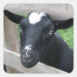 Blauwe zwarte Nigeriaan Dwarf Dairy Goat Vierkante Sticker